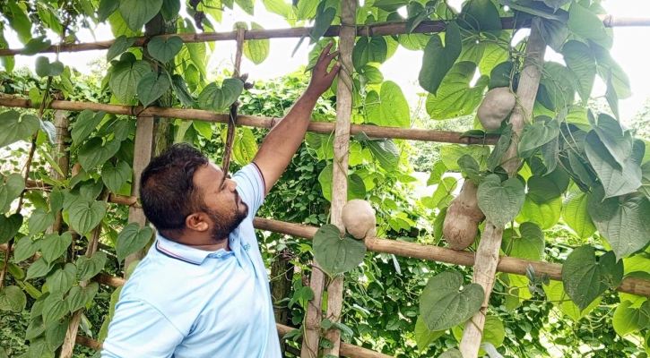 ‘গাছ আলু’তে সম্ভাবনা